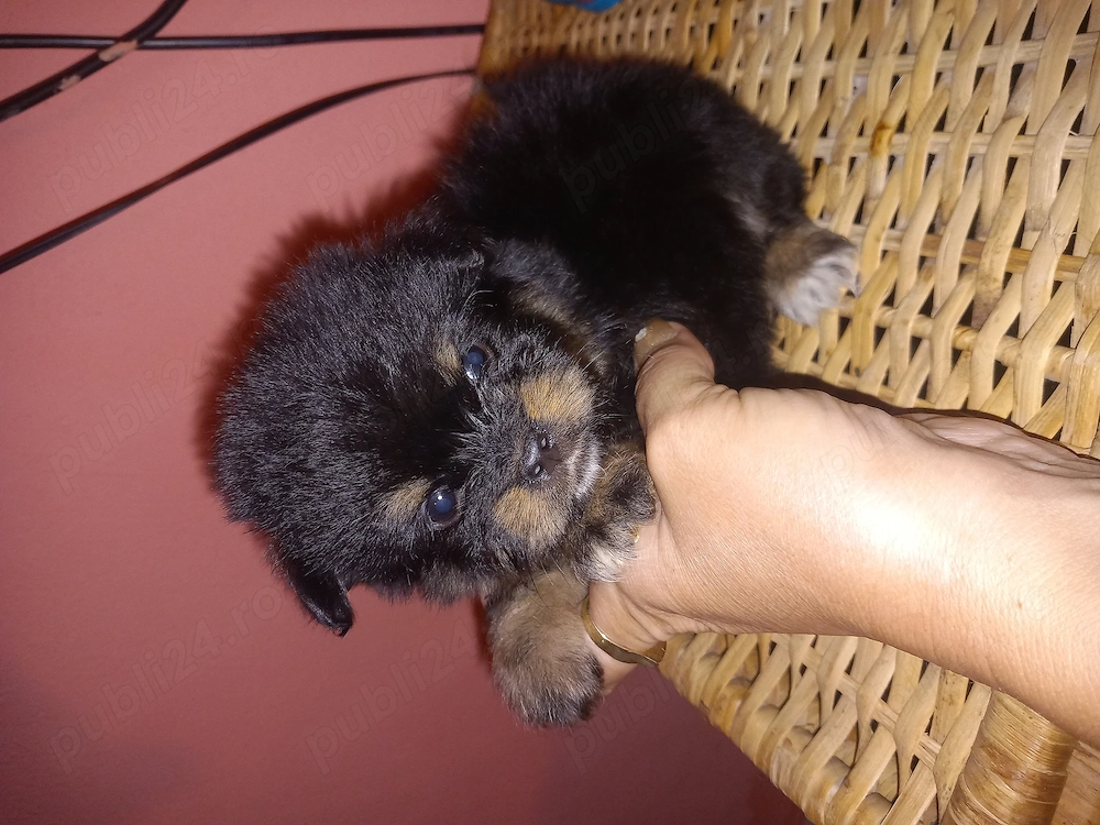 Puiuți yorkshire toy