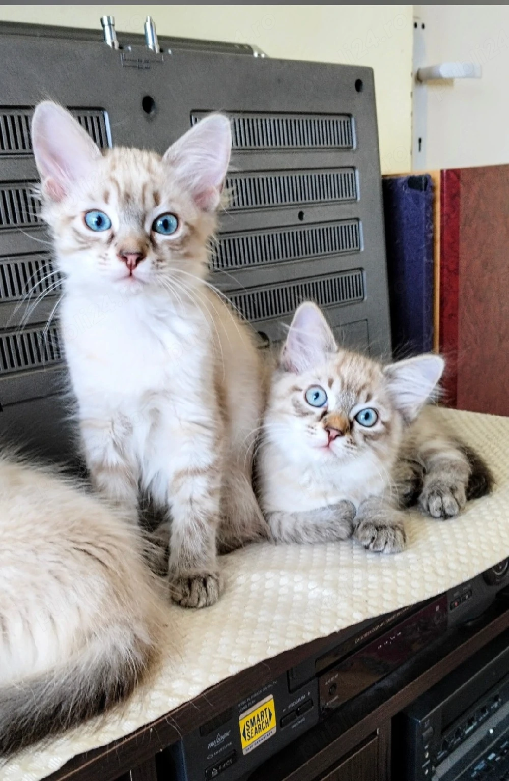 Ragdoll linx point 