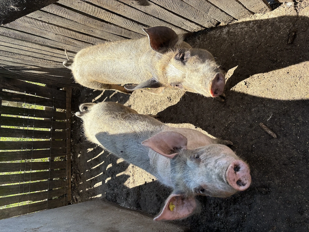 Porci de vânzare 