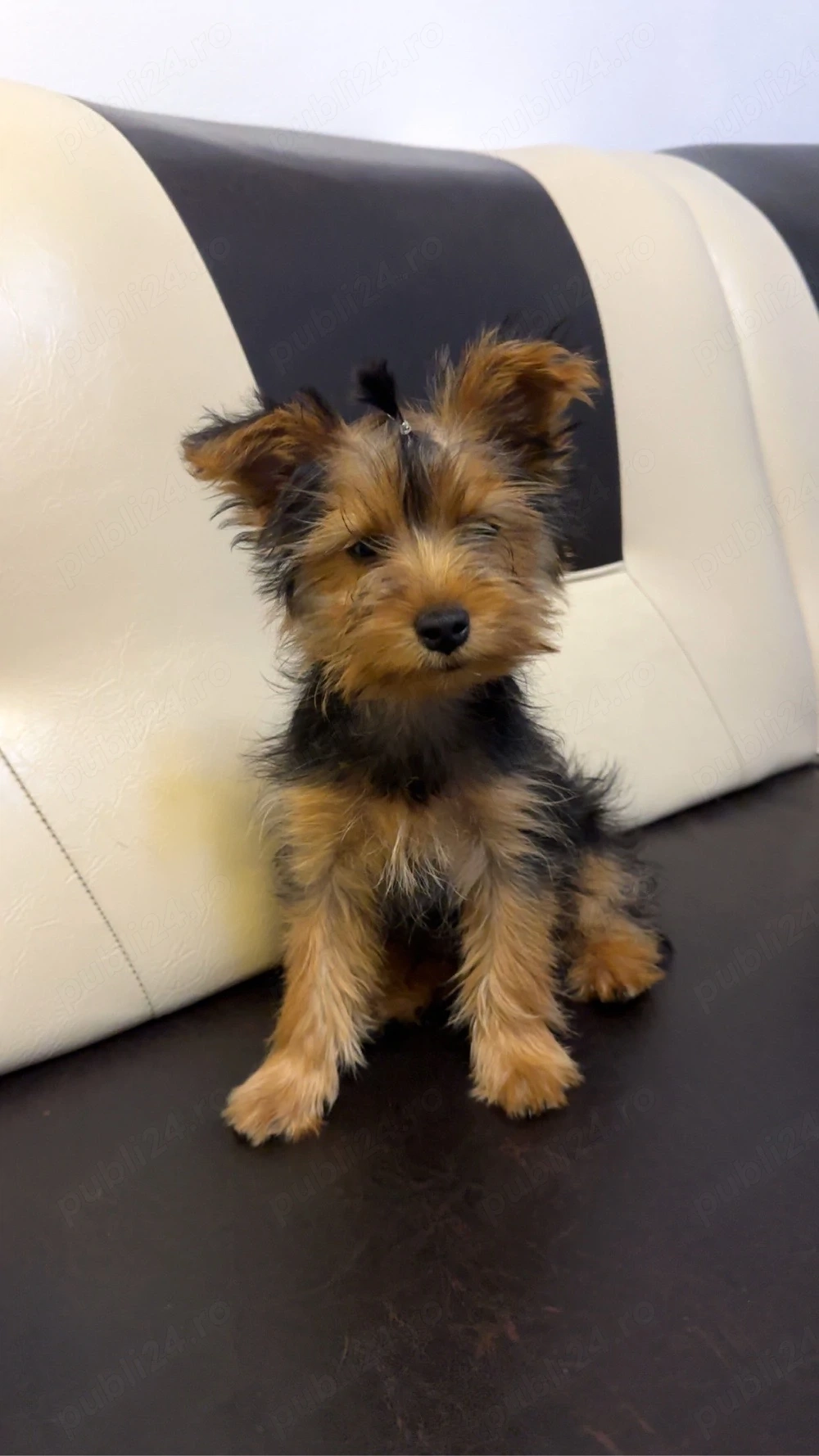 Vand femela yorkshire terrier