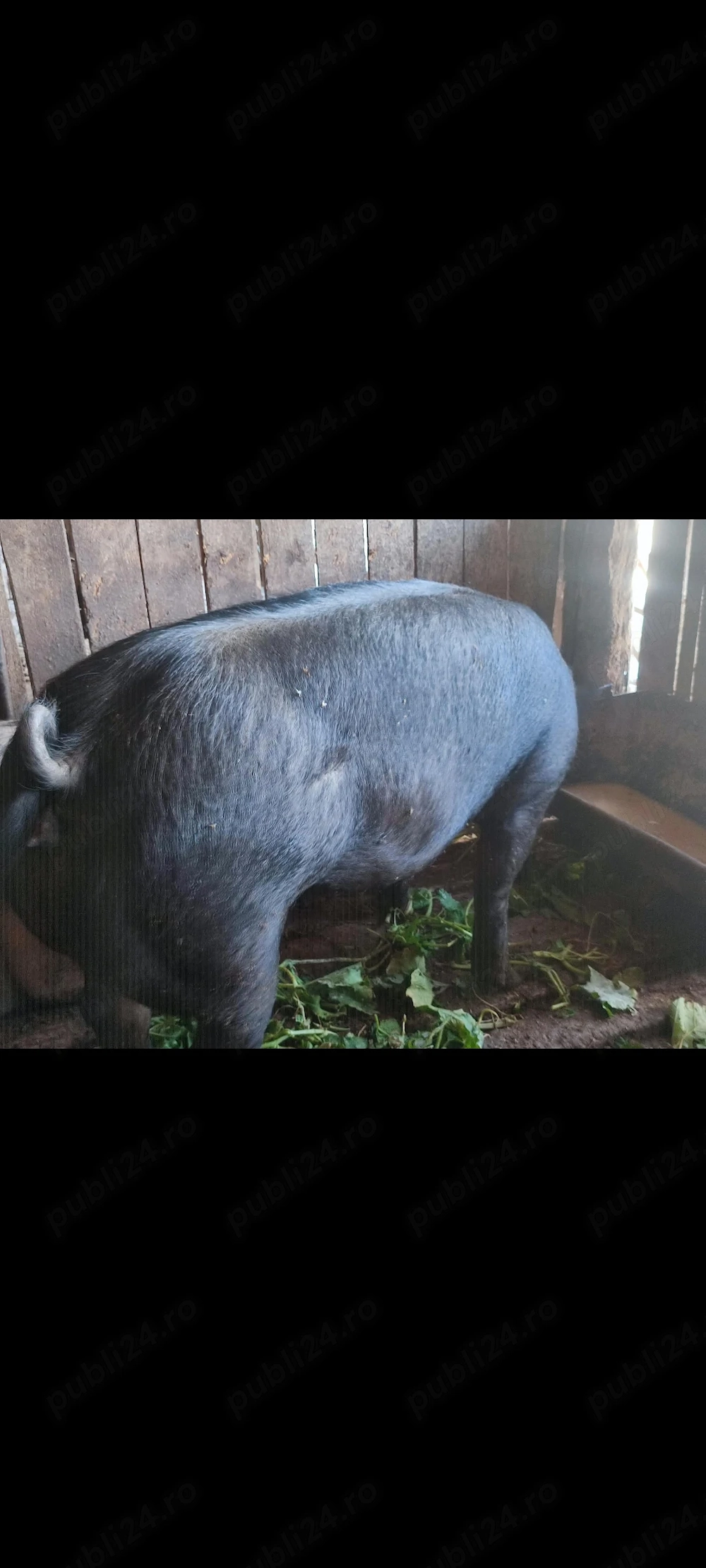 Porci de vânzare  120 kg