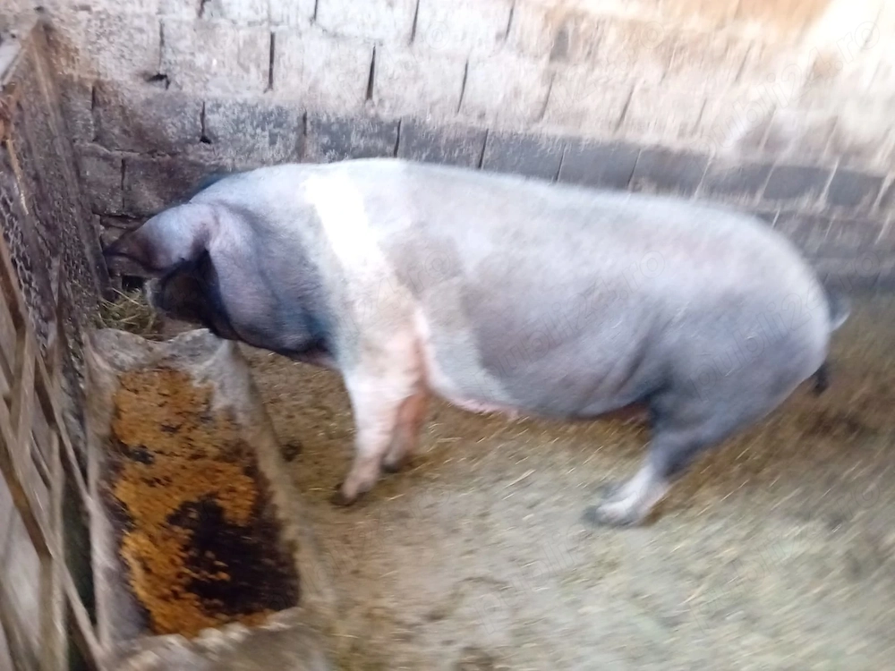 Purcei rasa bazna 50 kg