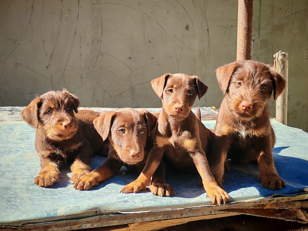 Jagdterrieri ciocolatiu
