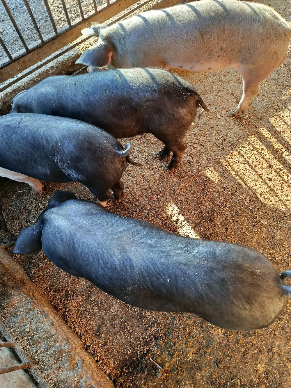 Vând șoldani rasa duroc, basna