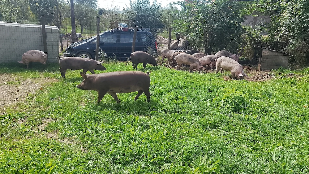 Vând porci, rasă de carne, preț negociabil. 