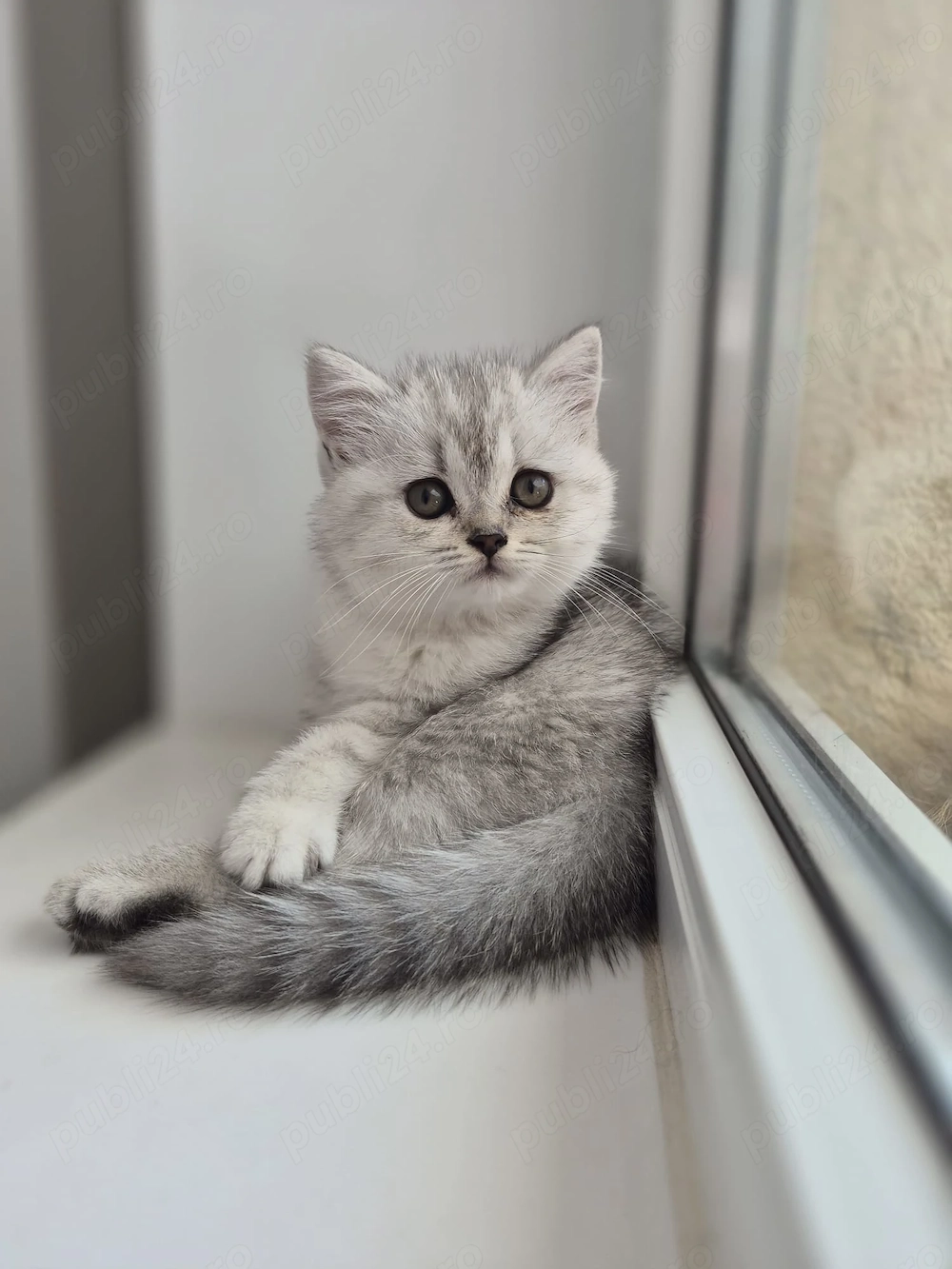 British shorthair & scottish fold