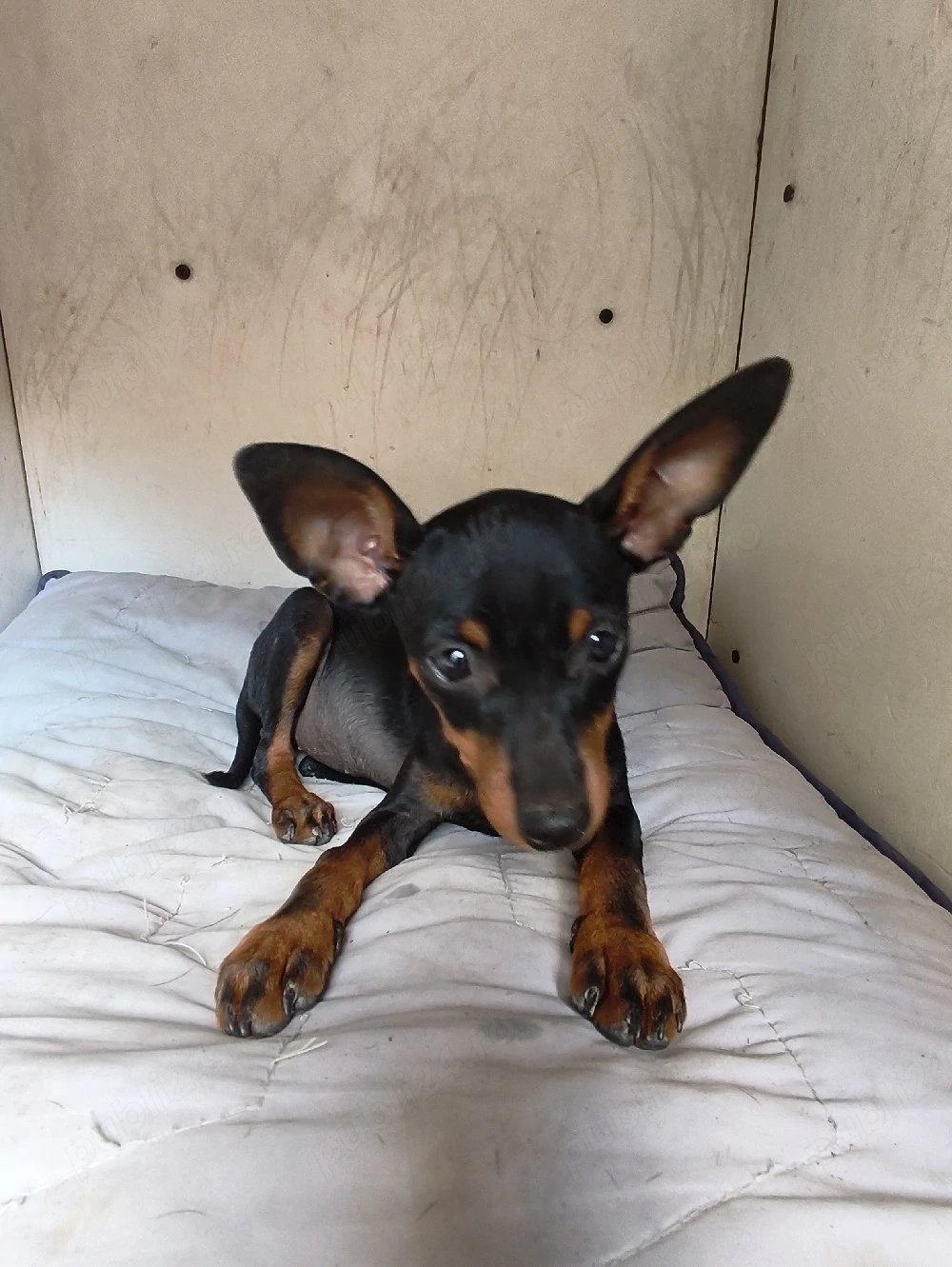 pinscher pitic toy de vanzare caine de apartament