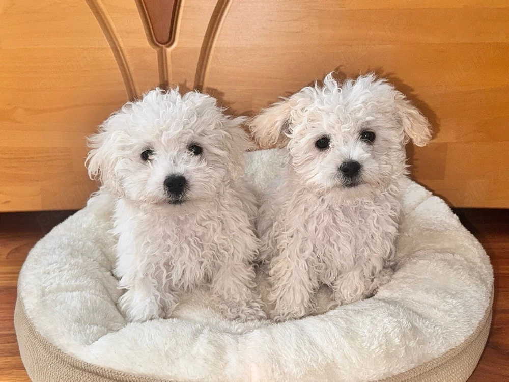 Bichon Maltez