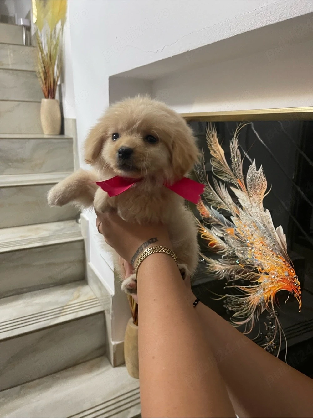 Bichon mini toy