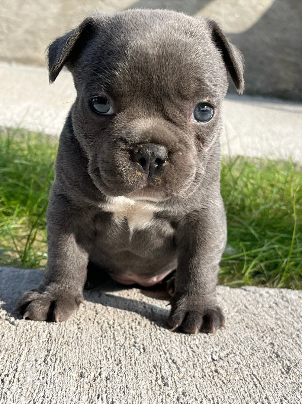 Bulldog francez blue 
