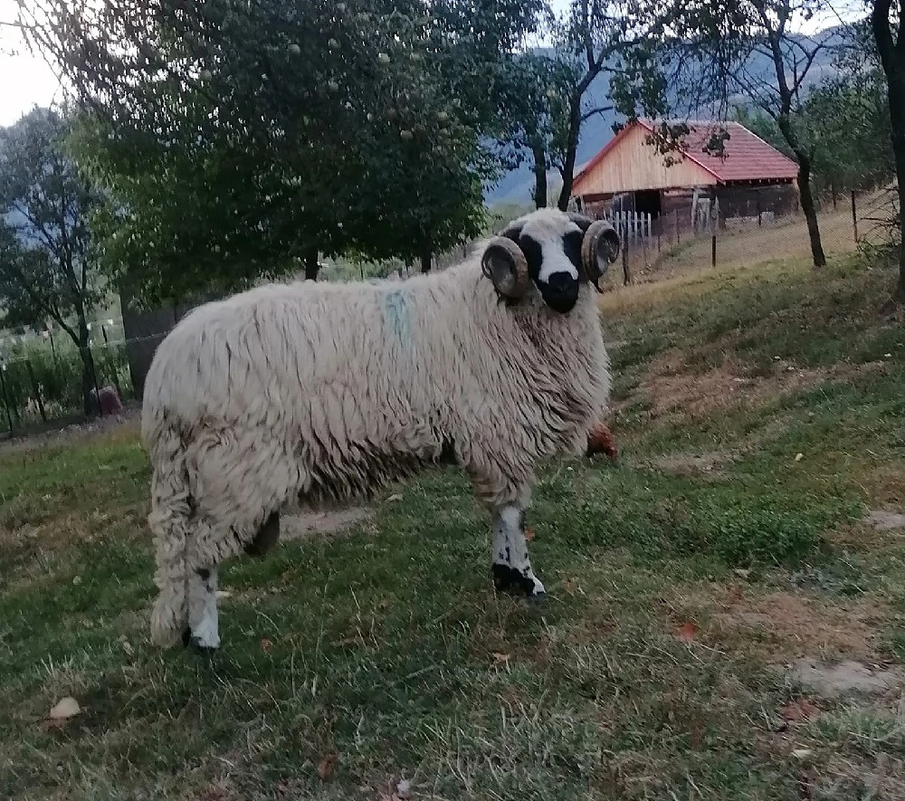 Berbeci de vanzare