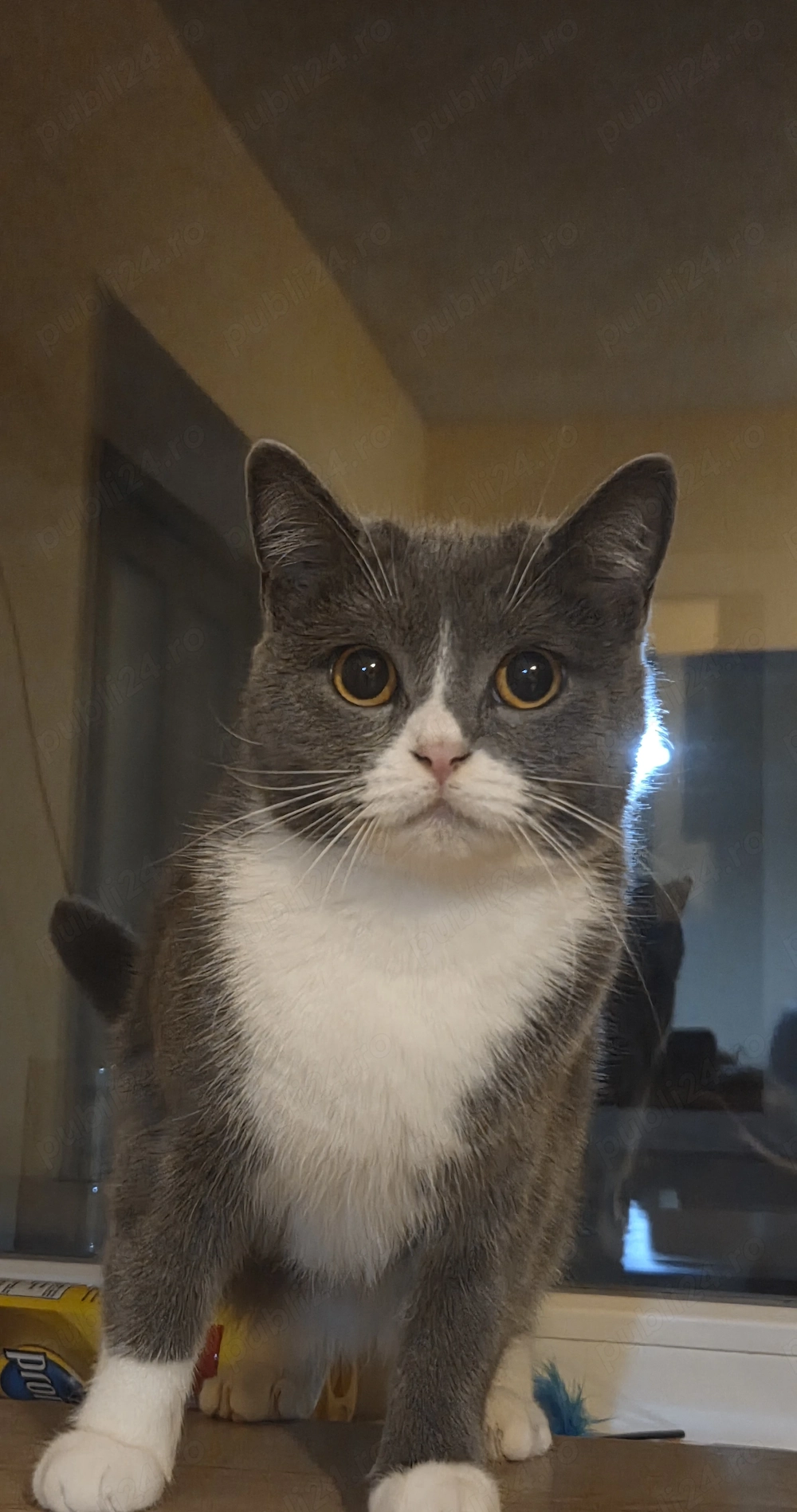Pisica British Shorthair