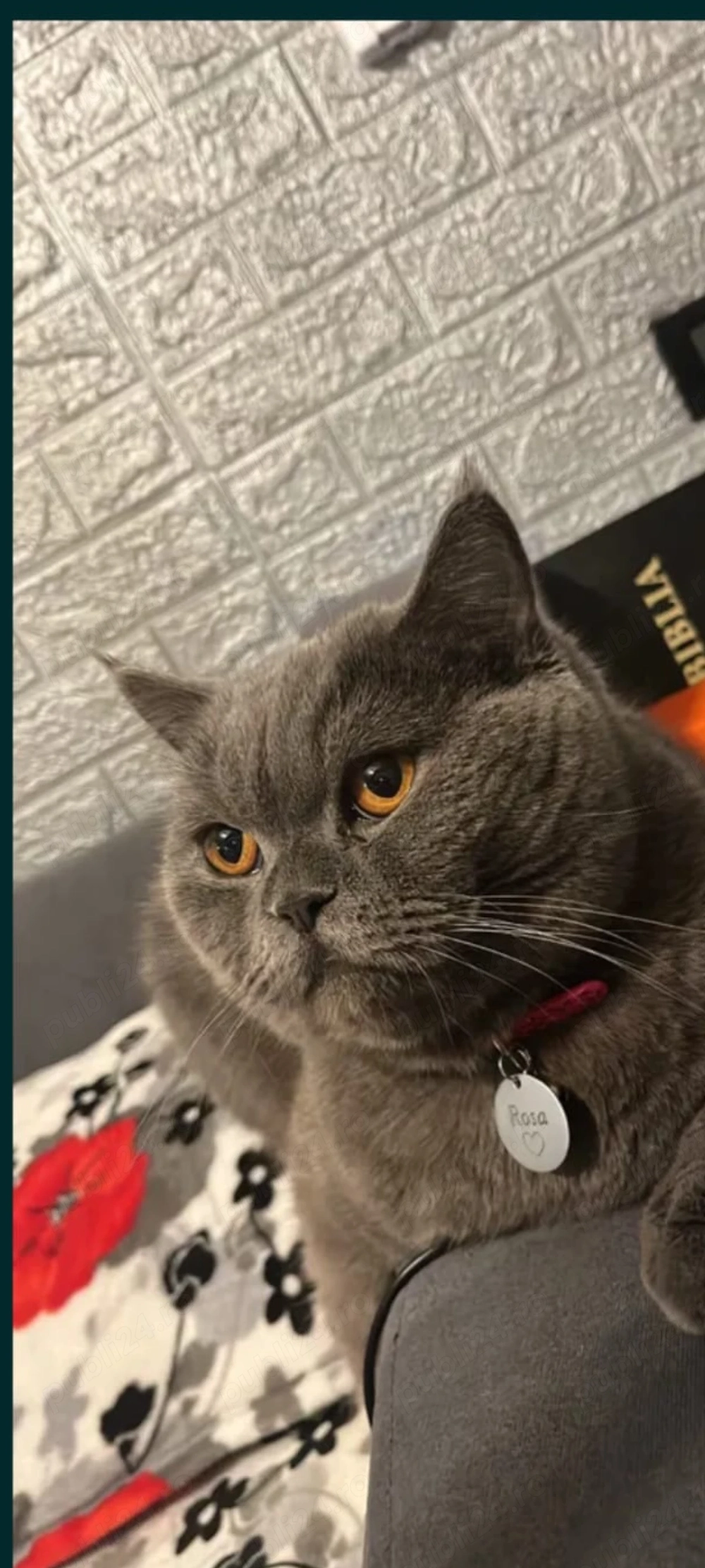 British shorthair fetiță 