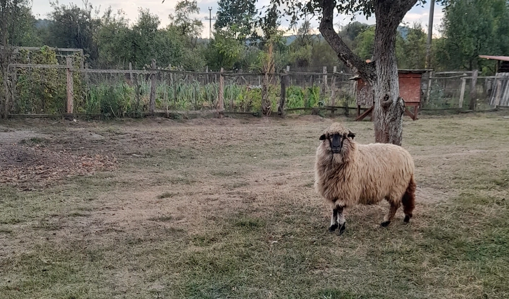 Oaie de vanzare 
