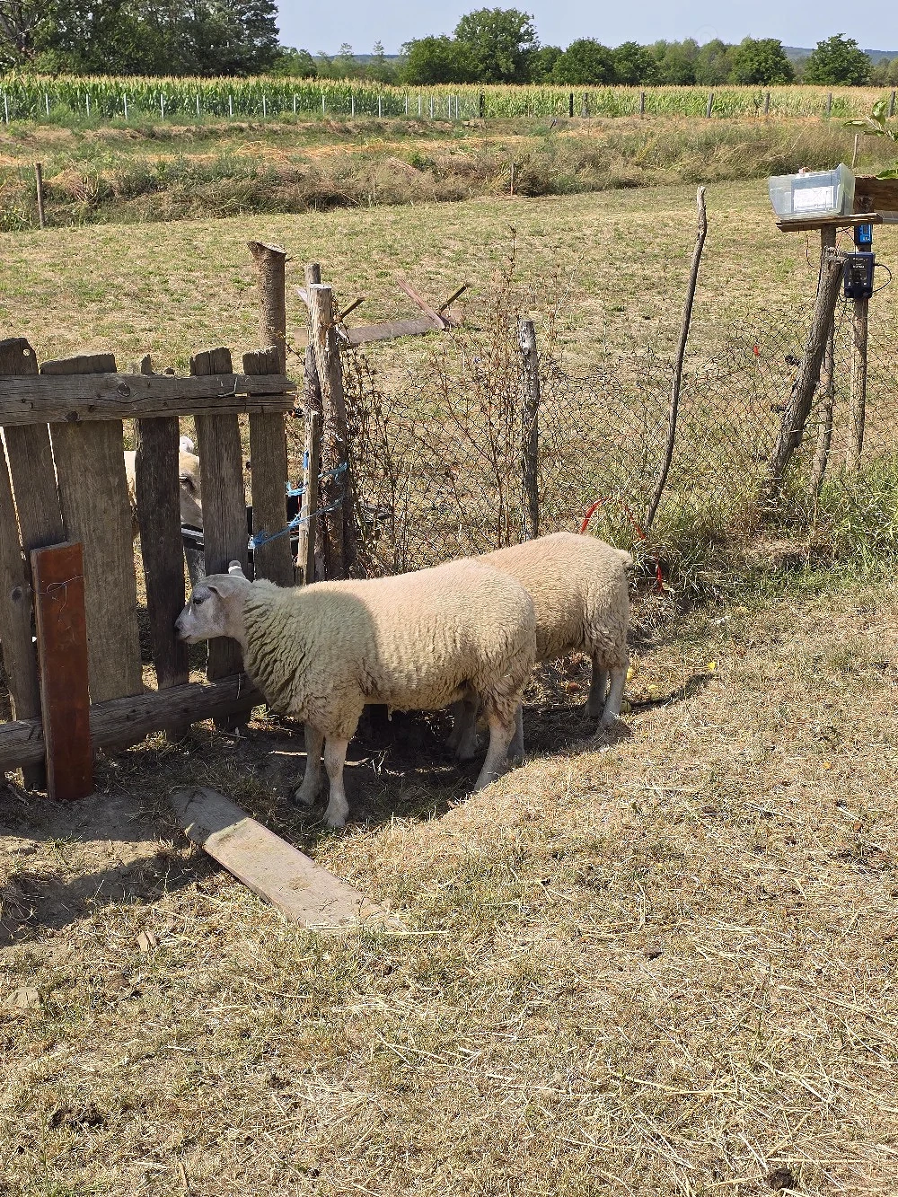 vand doua mieluțe texel 