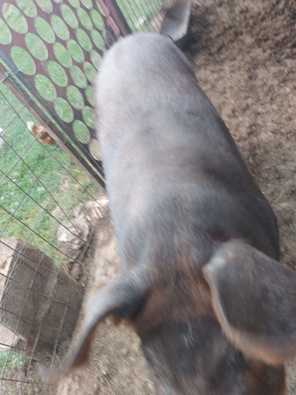 vind porc crescut la curte