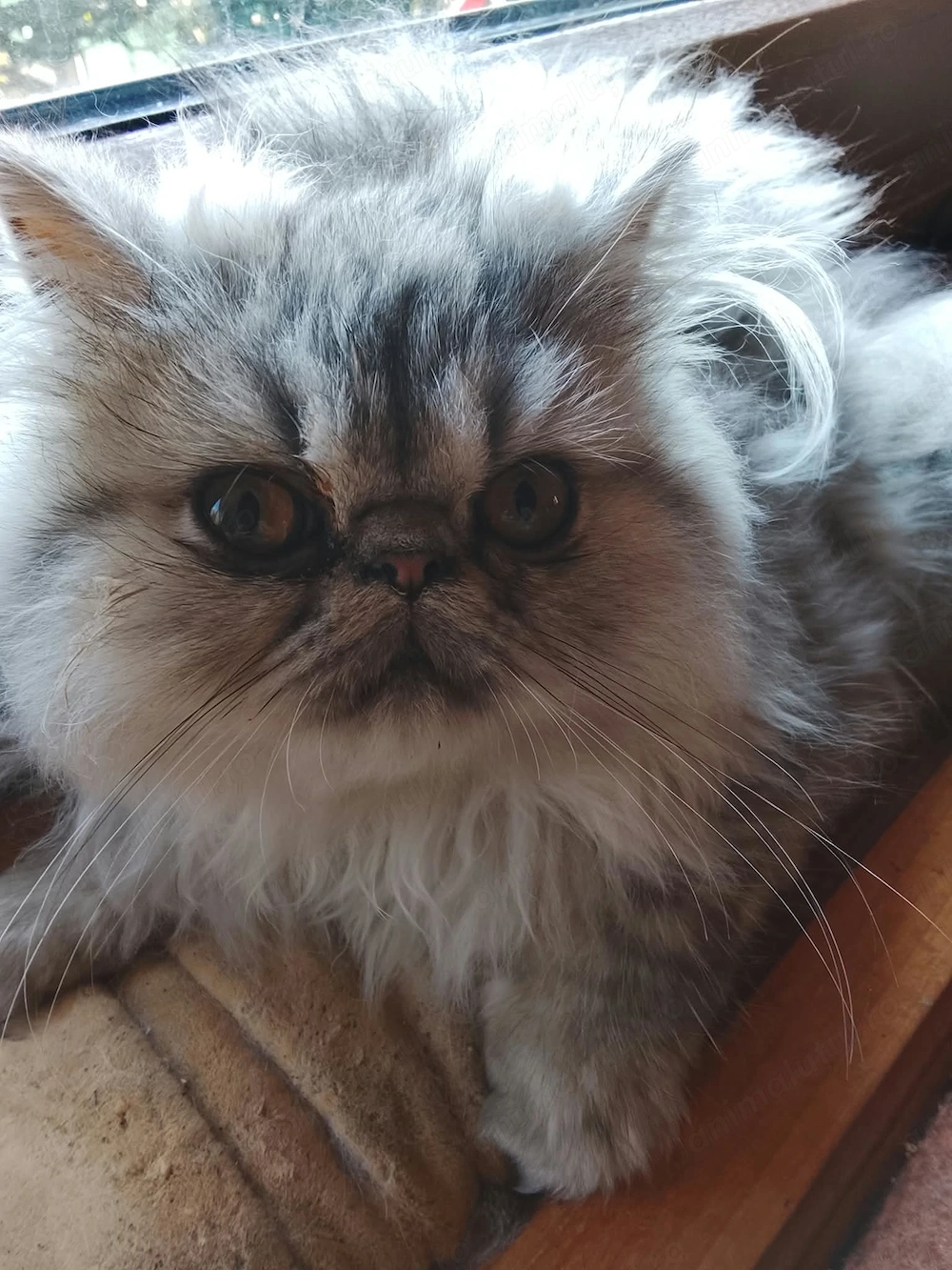 Motănel Persian Chinchilla, 4 luni, superb și afectuos