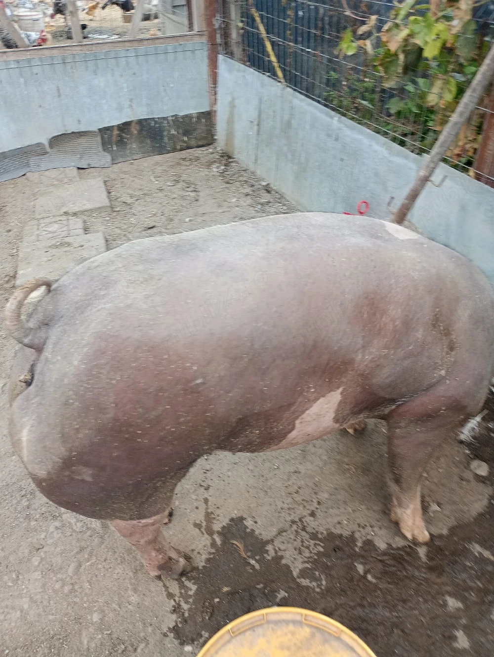 Vand purcica pietran 