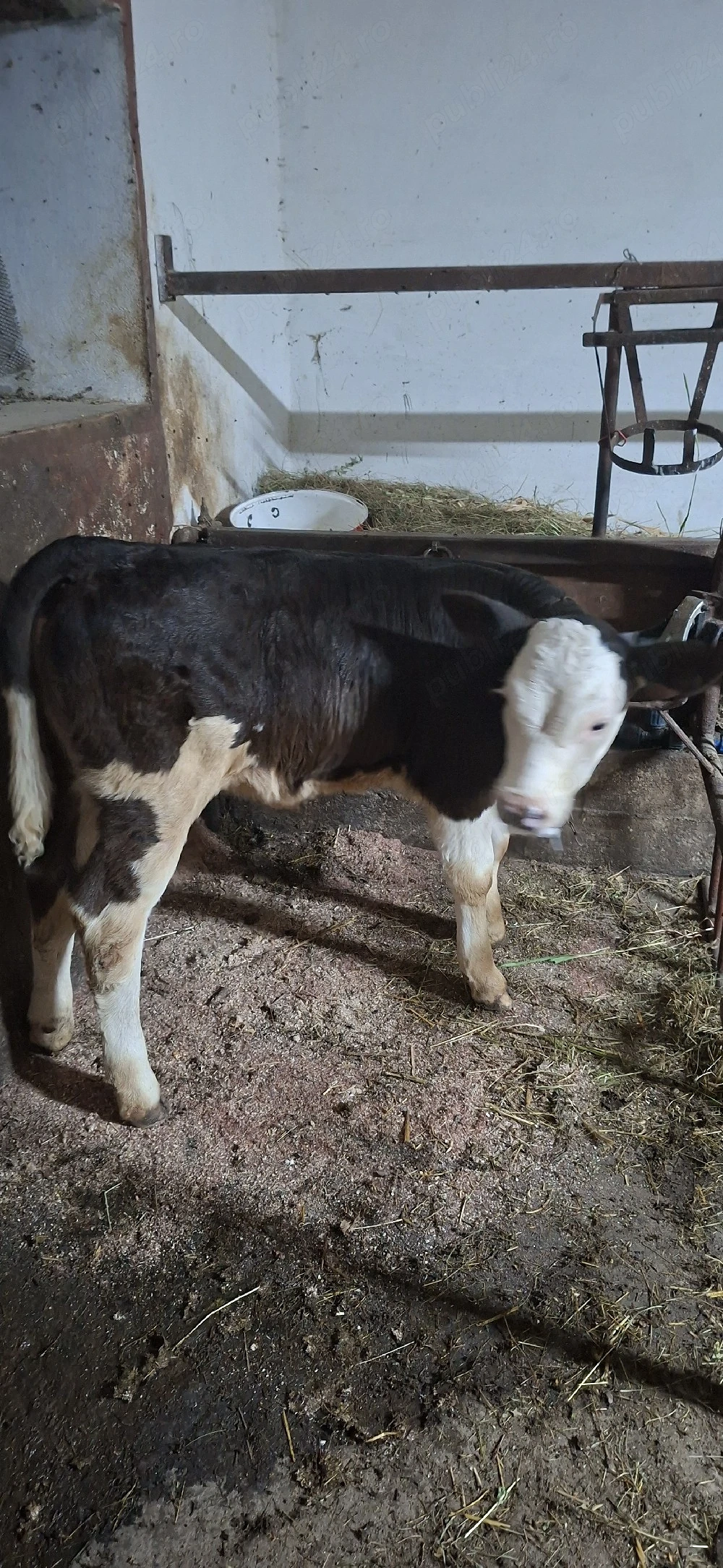 Vitea baltata pe negru