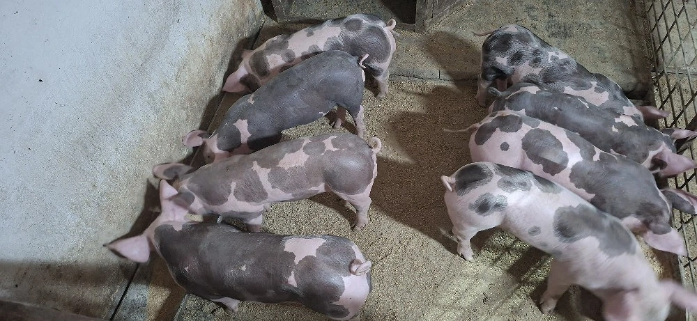 Purcei pietrean belgian