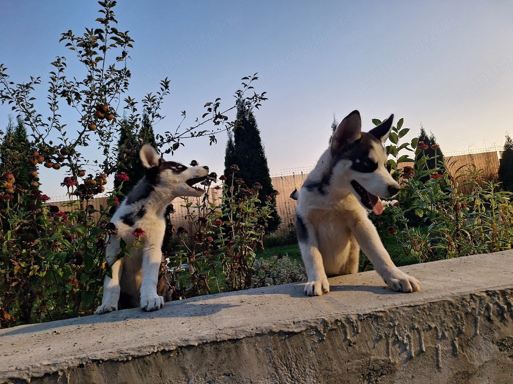 Husky siberian 2 luni cu părinți cunoscuți.