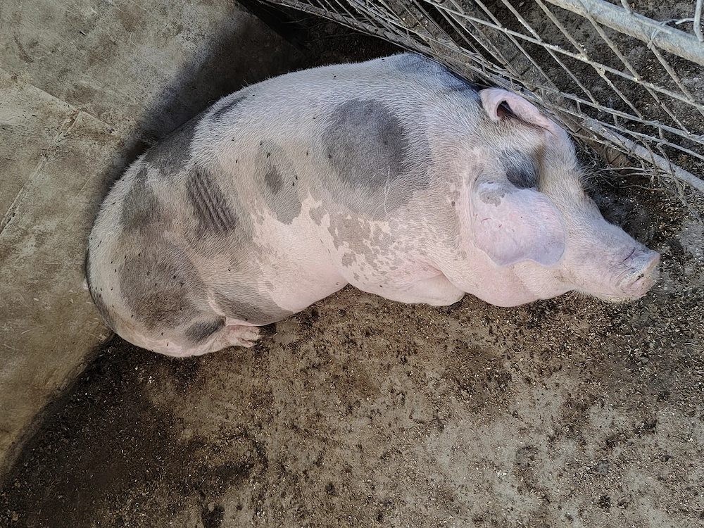 Porci de carne de vânzare. 