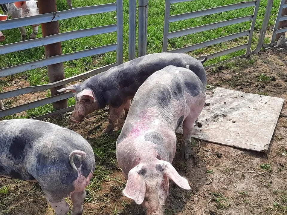 De vânzare vier pietrean belgian  rasă pură  din părinți cu pedigree