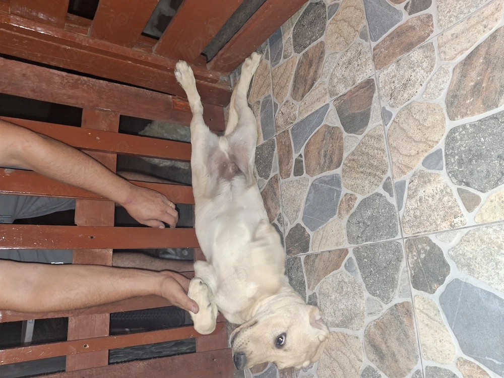 Labrador retriewer