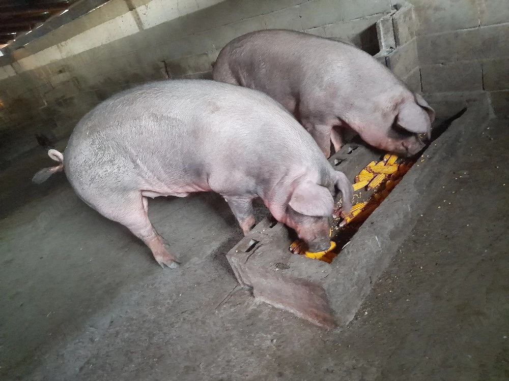 porci duroc 