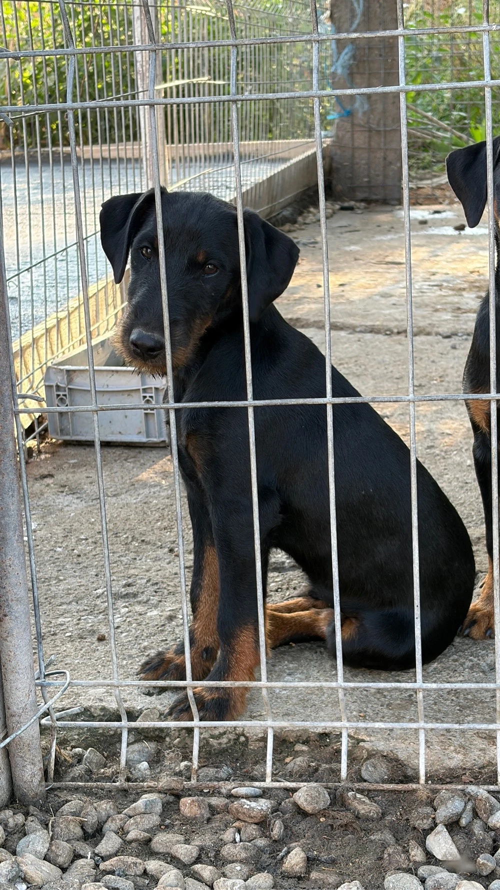 Mascul Jagd terrier jagdterrier