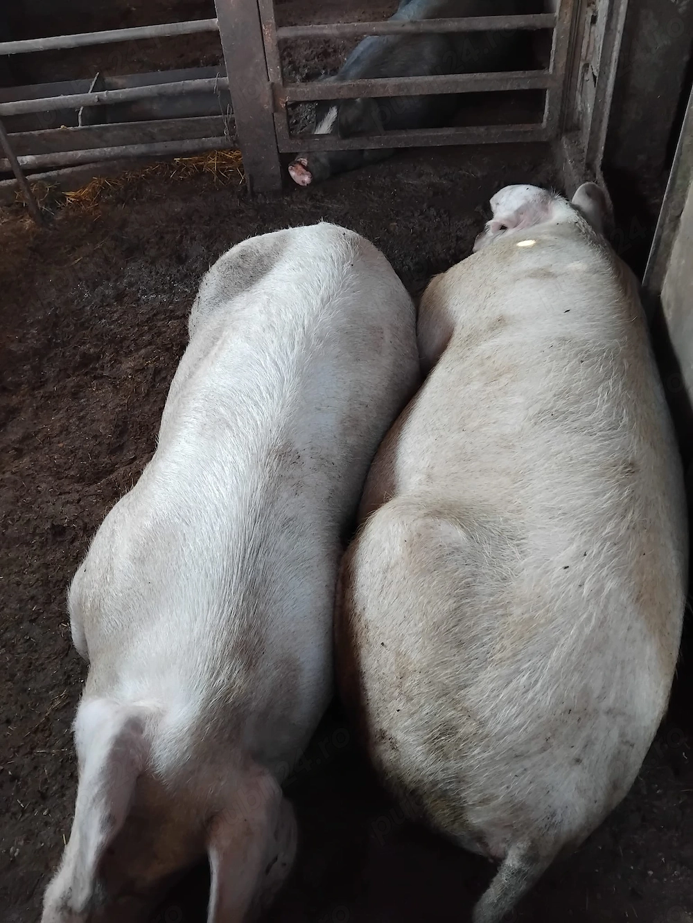 Vând porci grasuni de carne