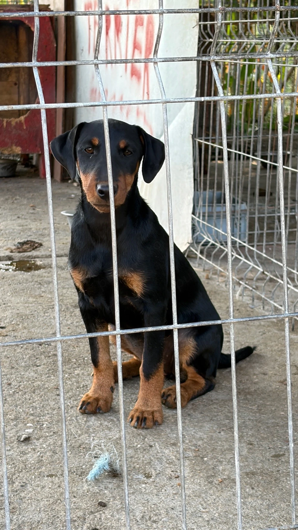 Femela Jagd terrier jagdterrier
