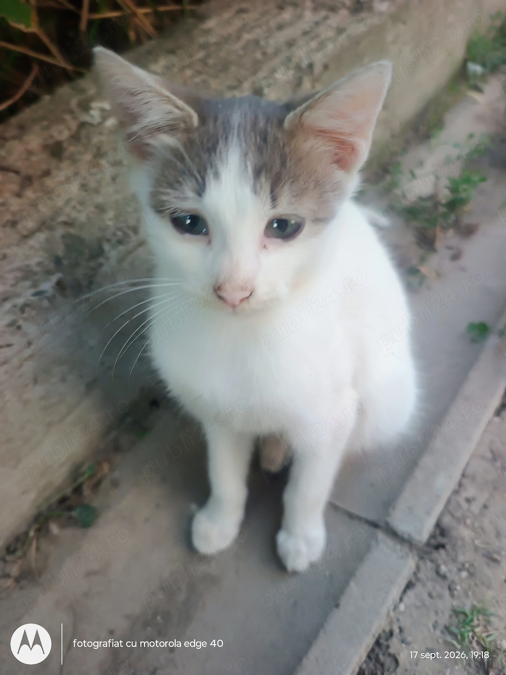 Motănel, pui de 4-5 luni spre adopție și un pui de 5-6 luni, tot băiețel 