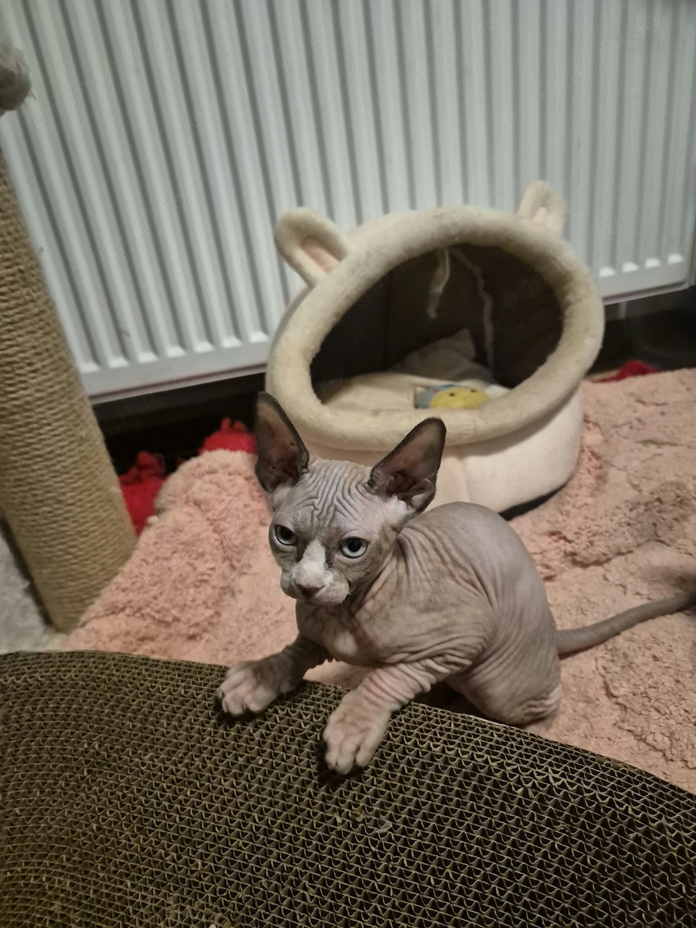 Fetiță Sphinx deosebită două luni 
