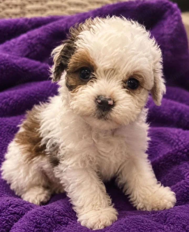 Bichon havanez   băiețel mini 700 lei