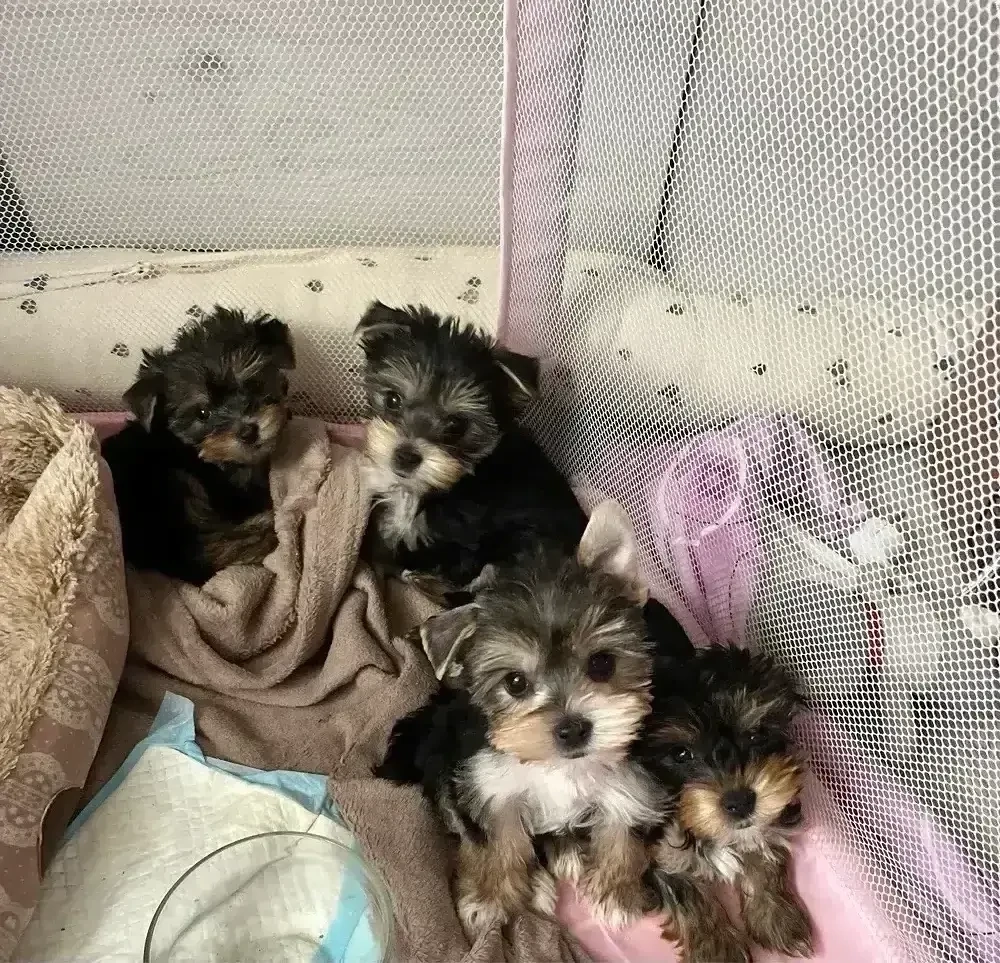 Pui Yorkshire Terrier  - 2 luni, 2 masculi și 2 femele