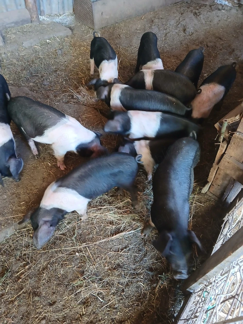 purcei bazna disponibili