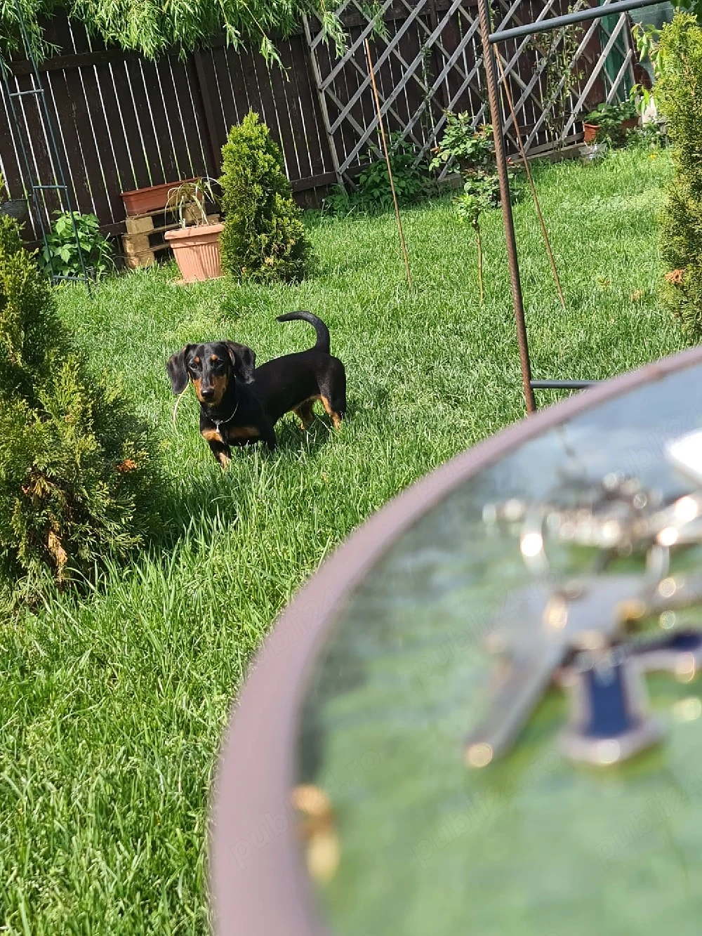 Vând pui Teckel (Dachshund) - 7 luni, energic și jucăuș