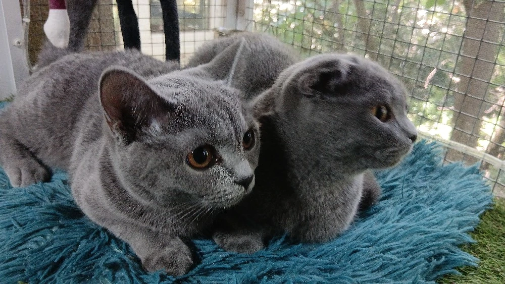 Puiuti pisica rasa british & scotish shorthair , in varsta de 4 luni 