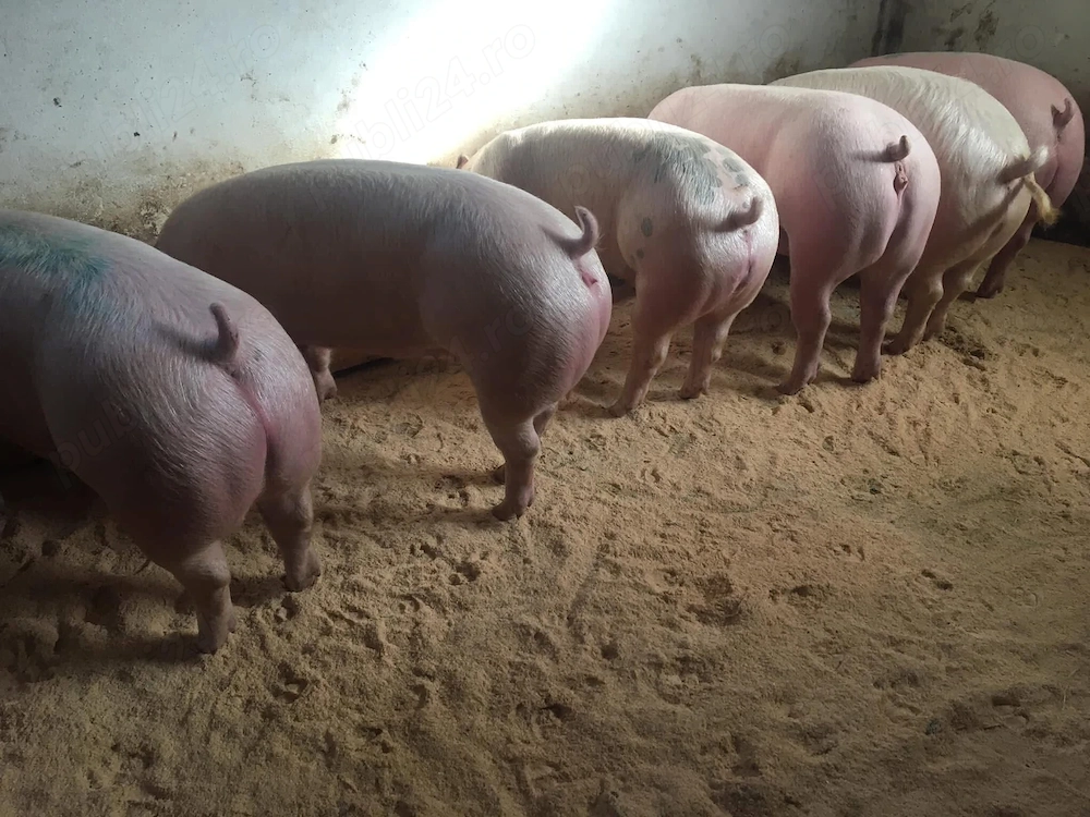 Porci de carne 