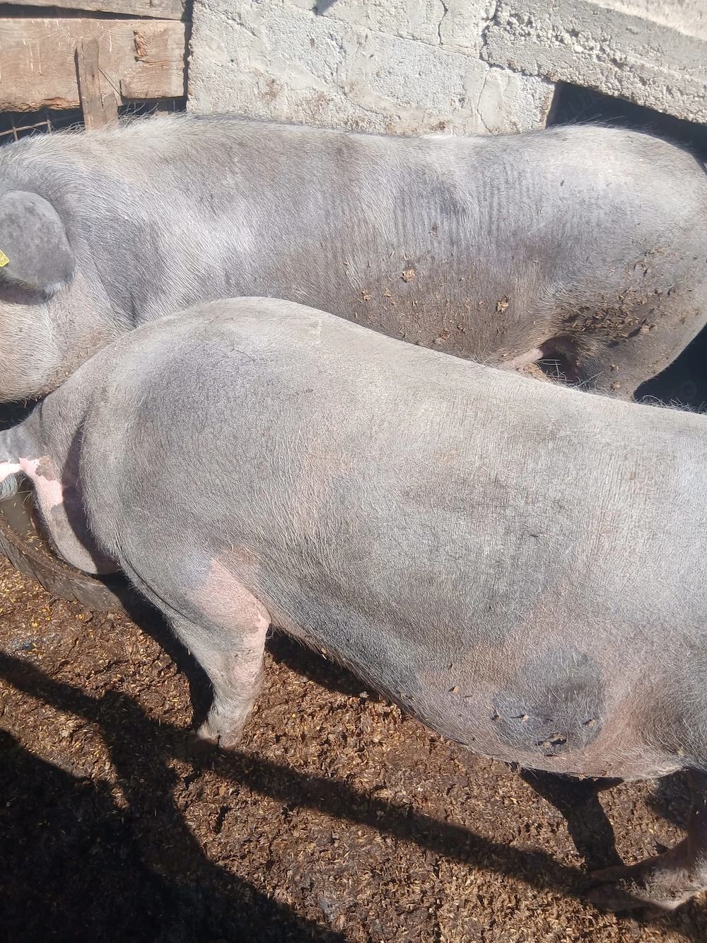 Vând porci sănătoși, bine îngrijiți și crescuți în gospodărie.