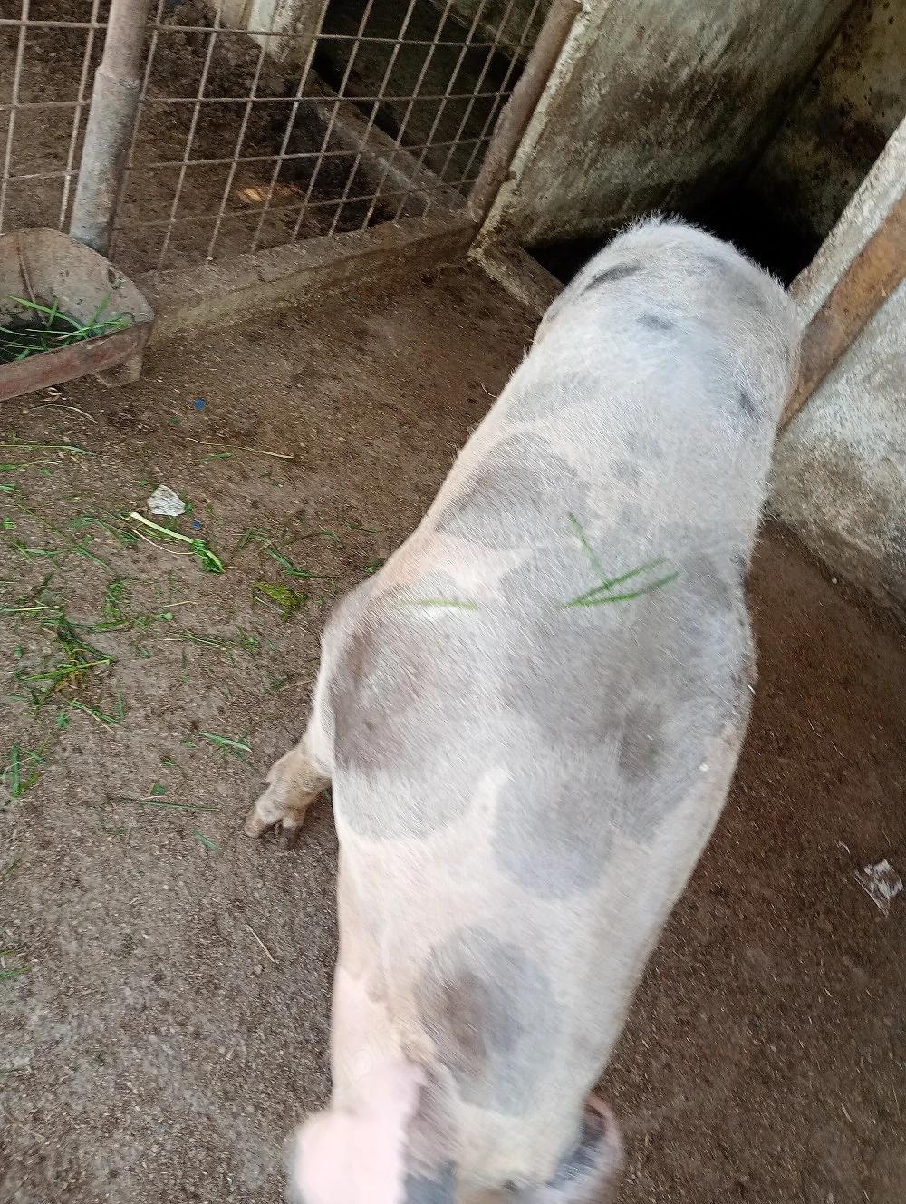 purcea de vanzare