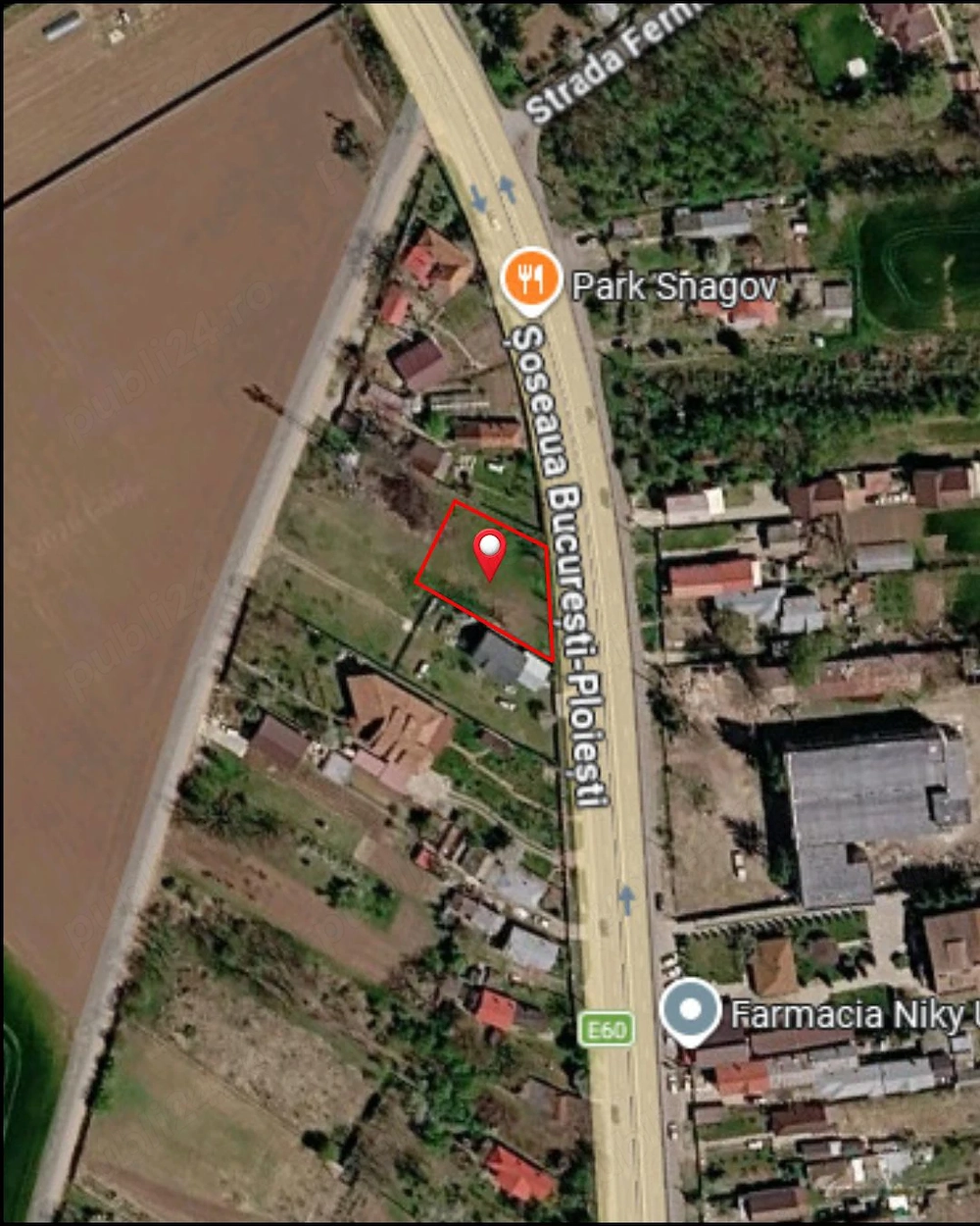 Teren intravilan 900 mp   deschidere 31 m la DN1   Ciolpani, Ilfov