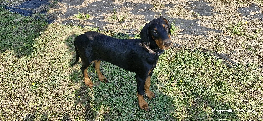 Doberman pincher