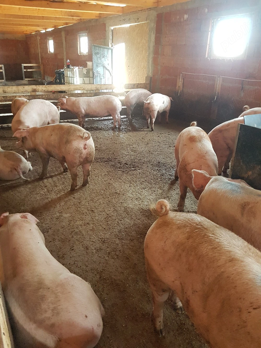 porci de vanzare 