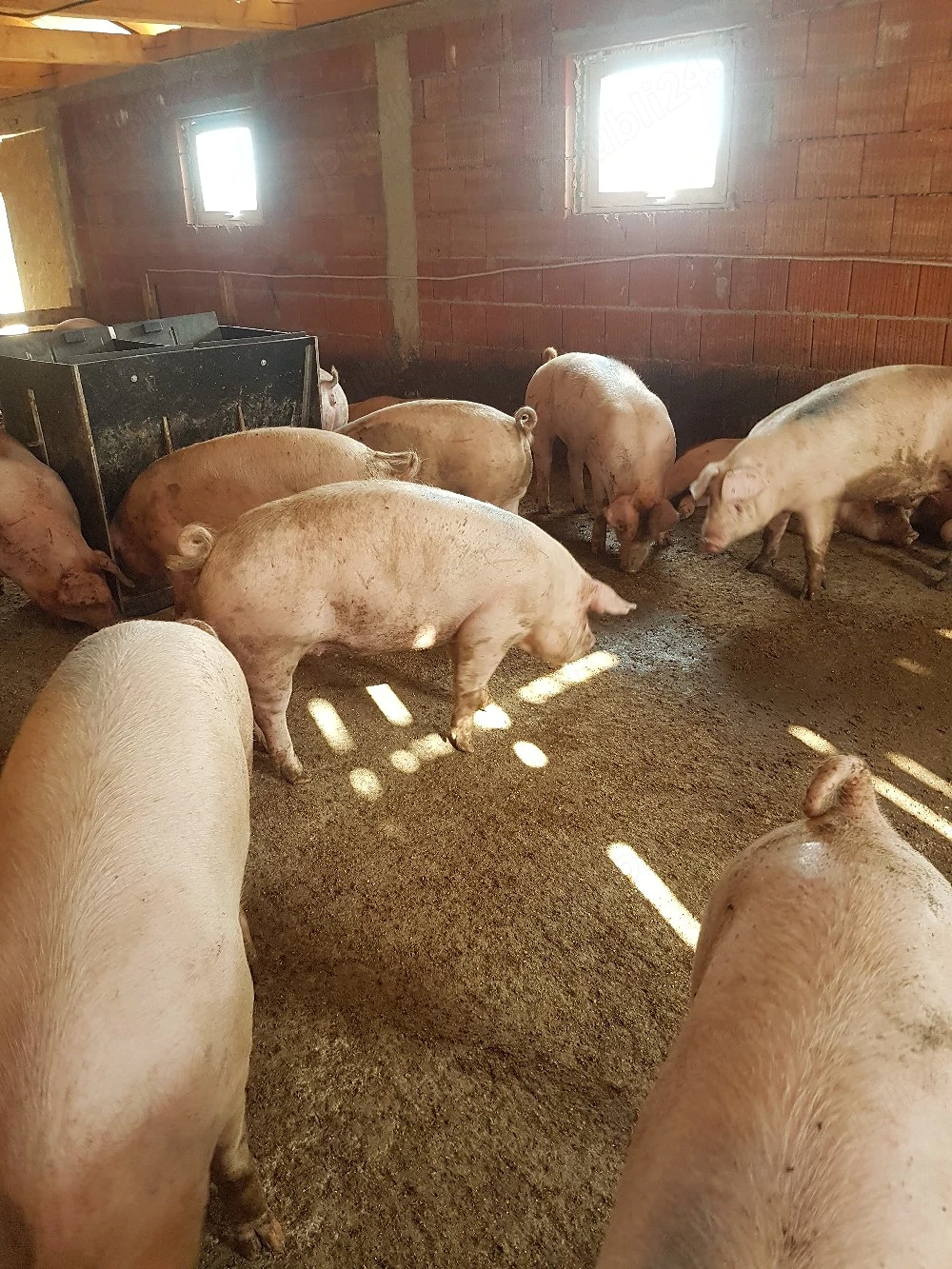 porci de vanzare 