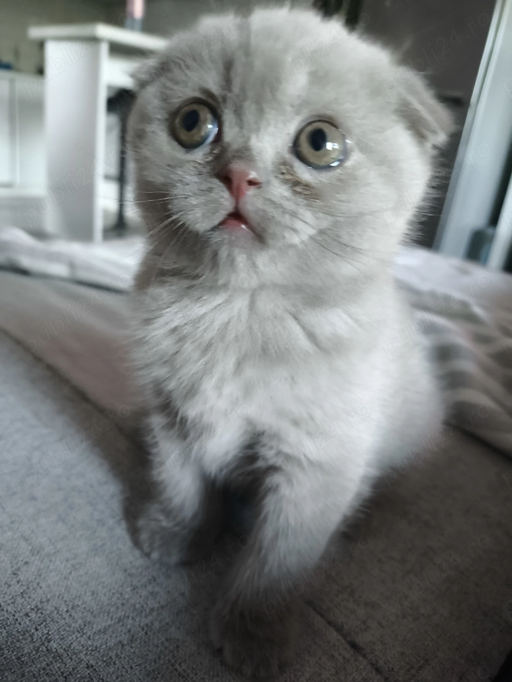 Pisicuta Scotish fold shorthair 