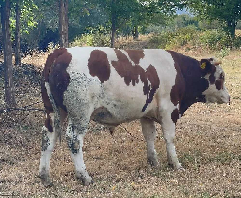 Tauras rasa carne