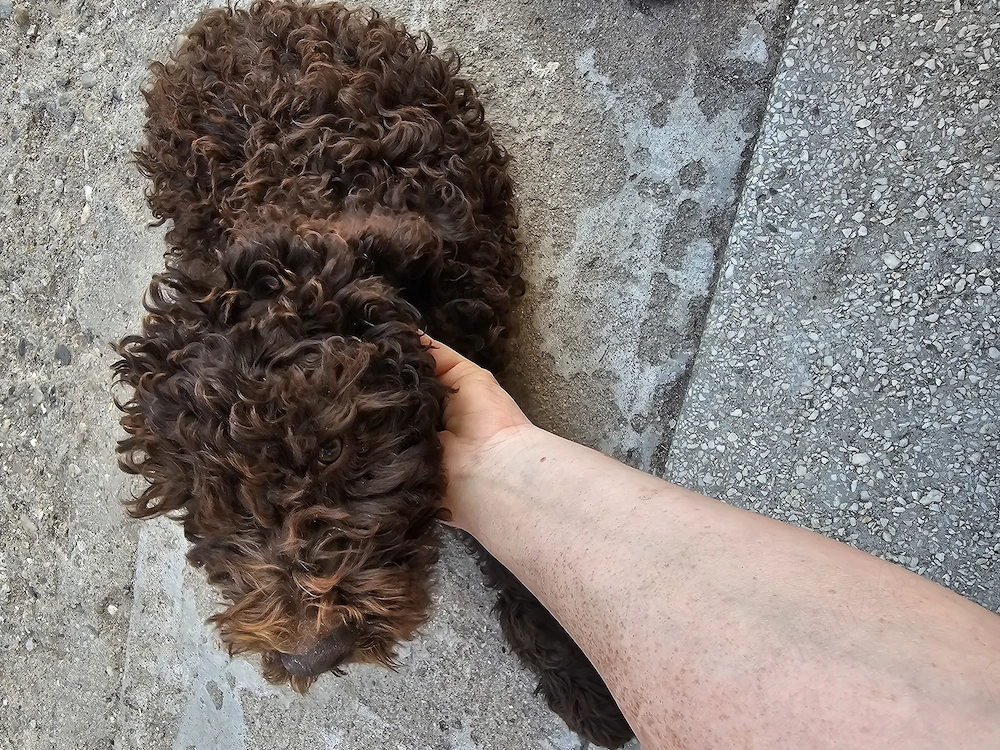 Catelusi Lagotto Romagnolo 
