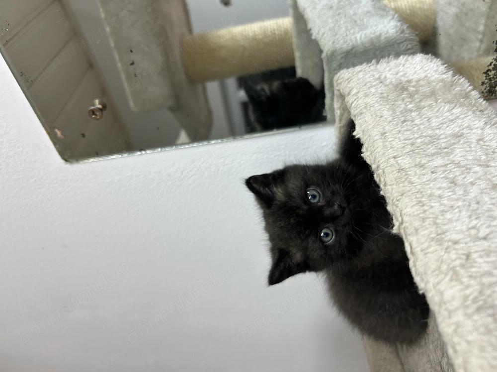 Pui british shorthair 
